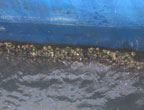 Hull fouling